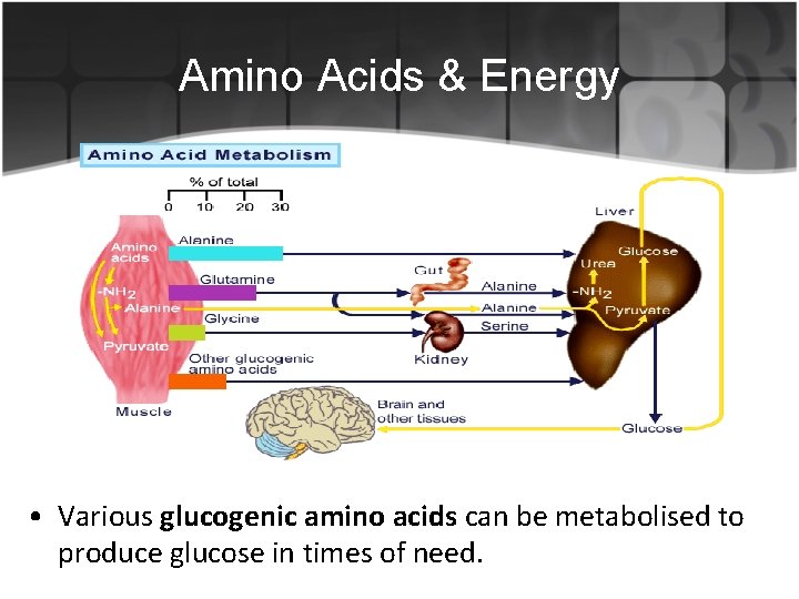 Amino Acids & Energy • Various glucogenic amino acids can be metabolised to produce