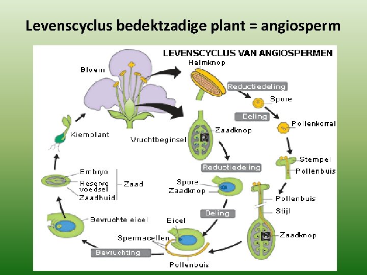 Levenscyclus bedektzadige plant = angiosperm 