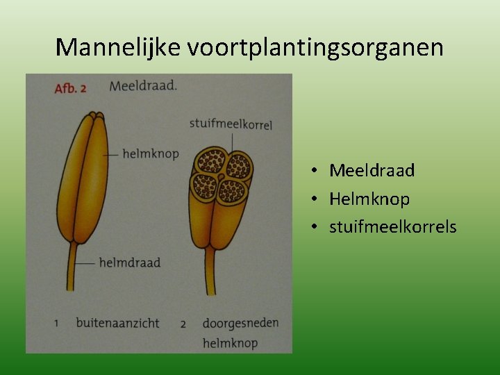 Mannelijke voortplantingsorganen • Meeldraad • Helmknop • stuifmeelkorrels Mannelijke voortplantingsorganen • Meeldraad • Helmknop • stuifmeelkorrels