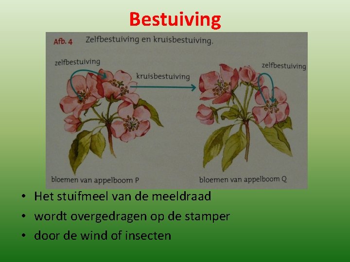 Bestuiving • Het stuifmeel van de meeldraad • wordt overgedragen op de stamper •