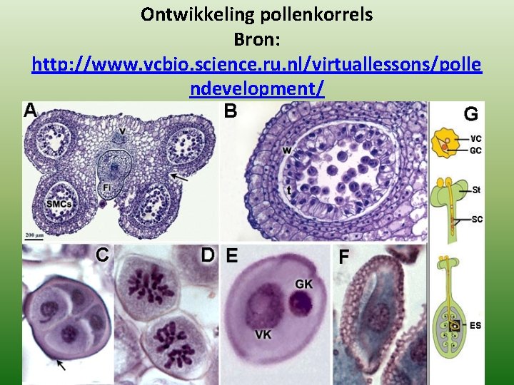 Ontwikkeling pollenkorrels Bron: http: //www. vcbio. science. ru. nl/virtuallessons/polle ndevelopment/ Ontwikkeling pollenkorrels Bron: http: //www. vcbio. science. ru. nl/virtuallessons/polle ndevelopment/