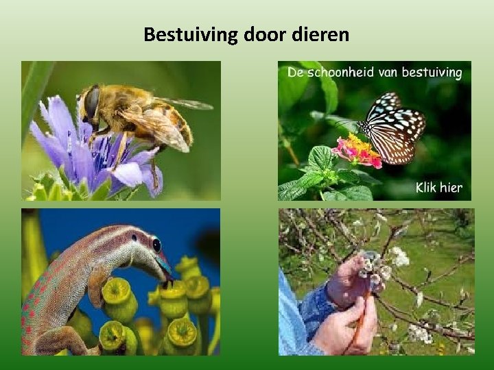Bestuiving door dieren Bestuiving door dieren