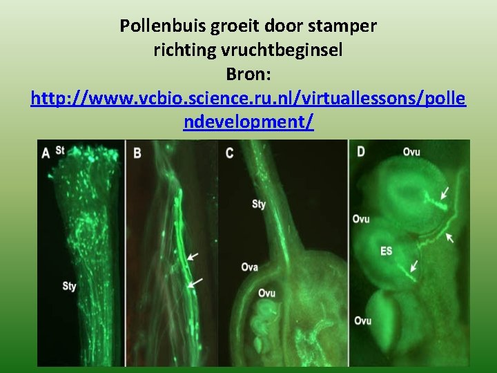 Pollenbuis groeit door stamper richting vruchtbeginsel Bron: http: //www. vcbio. science. ru. nl/virtuallessons/polle ndevelopment/ Pollenbuis groeit door stamper richting vruchtbeginsel Bron: http: //www. vcbio. science. ru. nl/virtuallessons/polle ndevelopment/