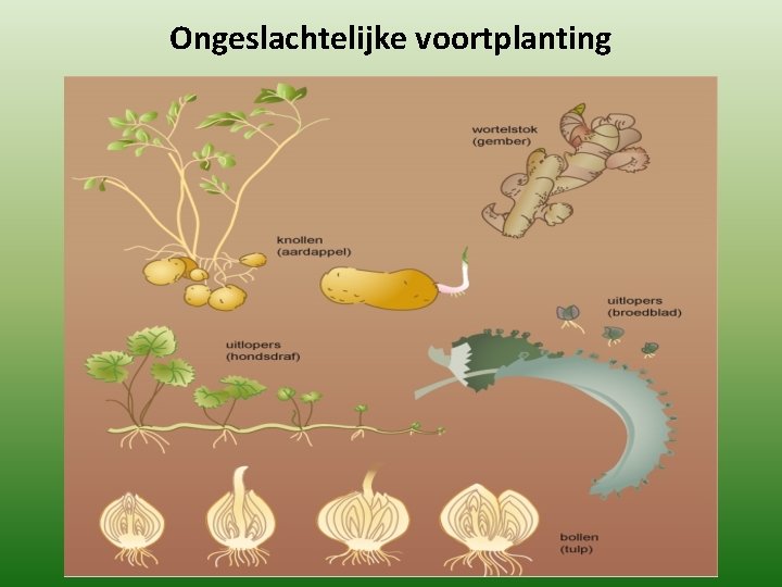 Ongeslachtelijke voortplanting Ongeslachtelijke voortplanting