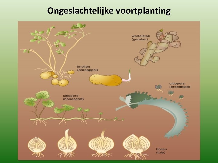 Ongeslachtelijke voortplanting 