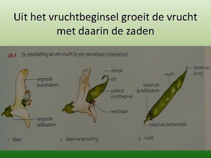 Uit het vruchtbeginsel groeit de vrucht met daarin de zaden 