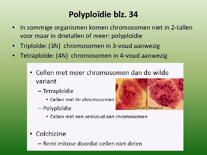 Polyploïdie blz. 34 • In sommige organismen komen chromosomen niet in 2 -tallen voor