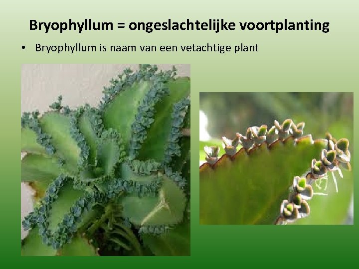 Bryophyllum = ongeslachtelijke voortplanting • Bryophyllum is naam van een vetachtige plant 