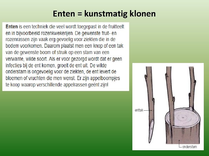 Enten = kunstmatig klonen Enten = kunstmatig klonen