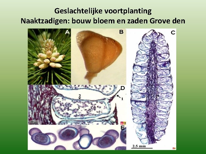 Geslachtelijke voortplanting Naaktzadigen: bouw bloem en zaden Grove den Geslachtelijke voortplanting Naaktzadigen: bouw bloem en zaden Grove den