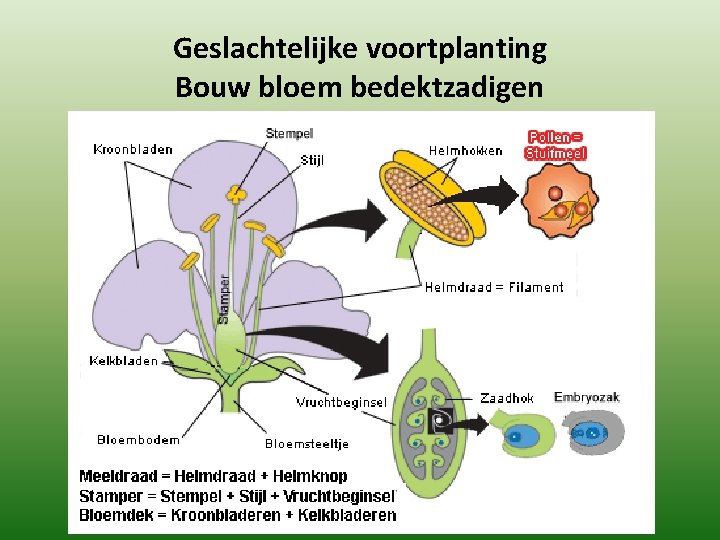 Geslachtelijke voortplanting Bouw bloem bedektzadigen 