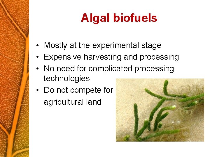 Algal biofuels • Mostly at the experimental stage • Expensive harvesting and processing •