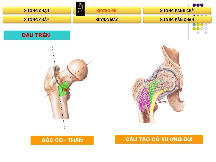 XƯƠNG CHẬU XƯƠNG ĐÙI XƯƠNG BÁNH CHÈ XƯƠNG CHÀY XƯƠNG MÁC XƯƠNG BÀN CH