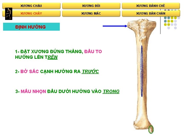 XƯƠNG CHẬU XƯƠNG ĐÙI XƯƠNG BÁNH CHÈ XƯƠNG CHÀY XƯƠNG MÁC XƯƠNG BÀN CH