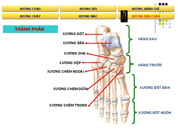 XƯƠNG CHẬU XƯƠNG ĐÙI XƯƠNG BÁNH CHÈ XƯƠNG CHÀY XƯƠNG MÁC XƯƠNG BÀN CH