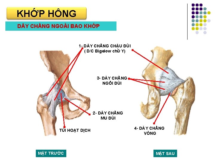 KHỚP HÔNG D Y CHẰNG NGOÀI BAO KHỚP 1 - D Y CHẰNG CHẬU