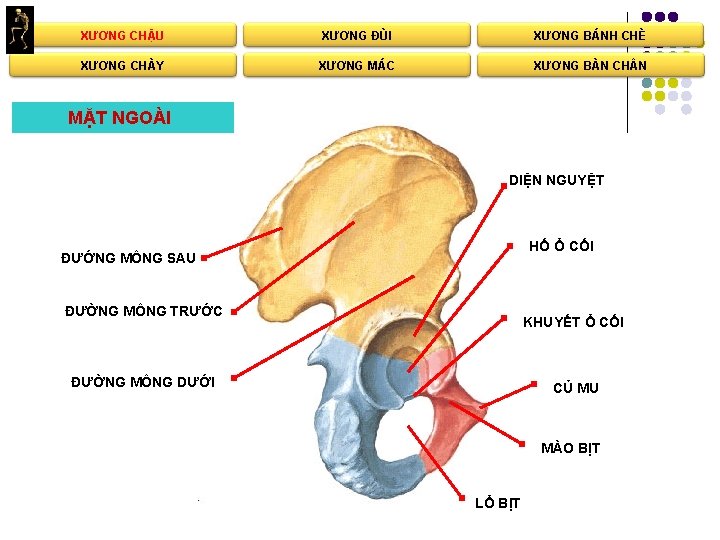 XƯƠNG CHẬU XƯƠNG ĐÙI XƯƠNG BÁNH CHÈ XƯƠNG CHÀY XƯƠNG MÁC XƯƠNG BÀN CH