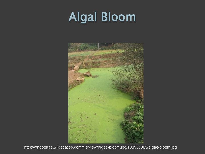 Algal Bloom http: //whoooaaa. wikispaces. com/file/view/algae-bloom. jpg/103935303/algae-bloom. jpg 