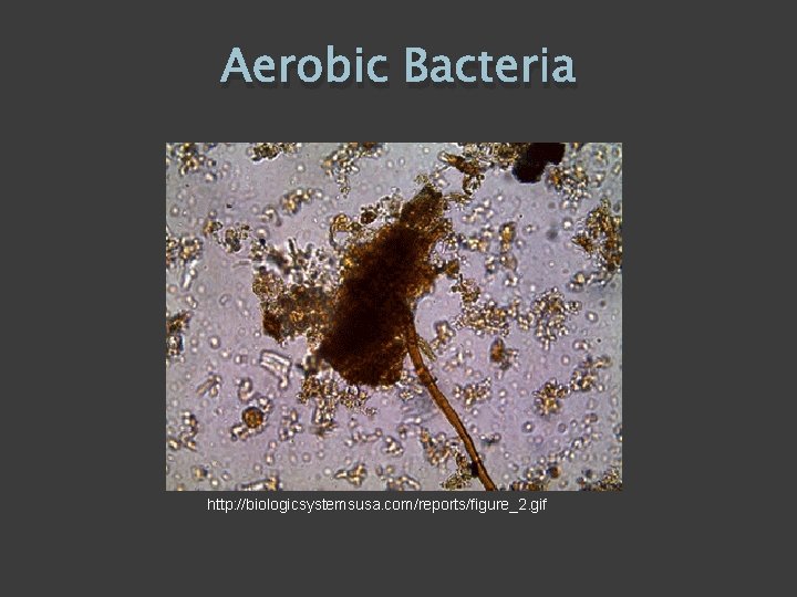 Aerobic Bacteria http: //biologicsystemsusa. com/reports/figure_2. gif 