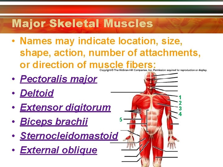 Major Skeletal Muscles • Names may indicate location, size, shape, action, number of attachments,