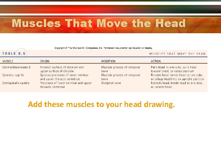 Muscles That Move the Head Add these muscles to your head drawing. 