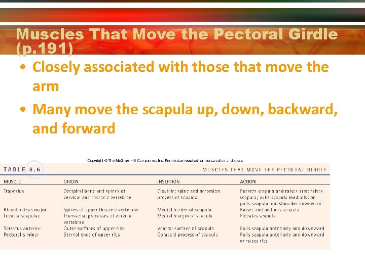 Muscles That Move the Pectoral Girdle (p. 191) • Closely associated with those that