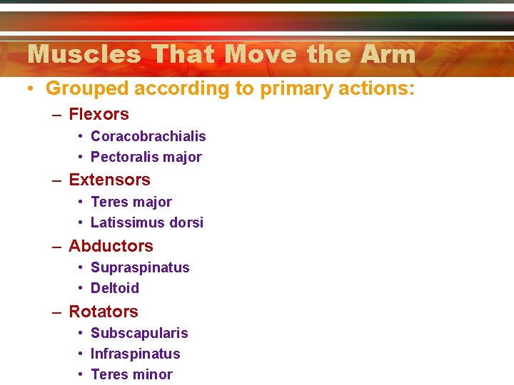 Muscles That Move the Arm • Grouped according to primary actions: – Flexors •