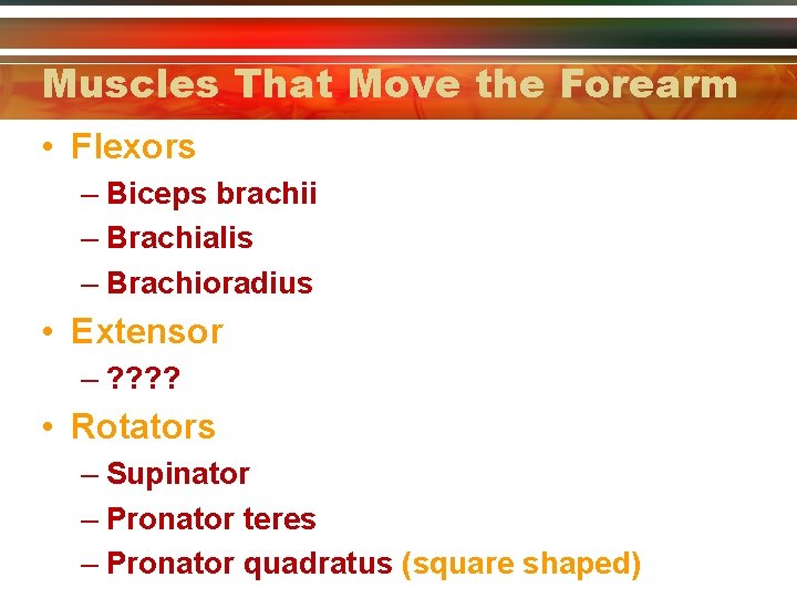 Muscles That Move the Forearm • Flexors – Biceps brachii – Brachialis – Brachioradius