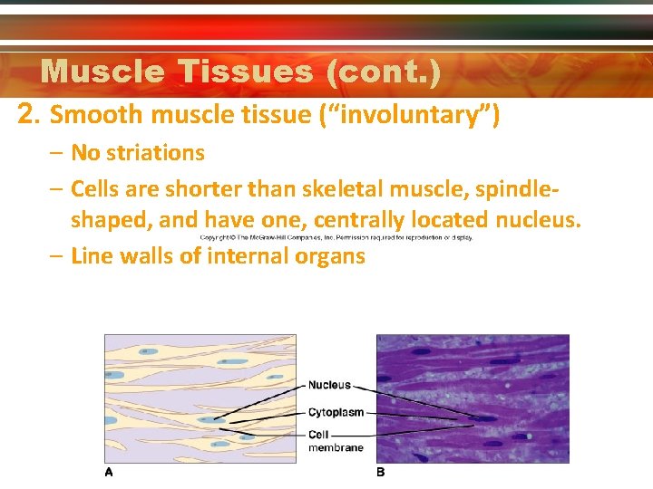 Muscle Tissues (cont. ) 2. Smooth muscle tissue (“involuntary”) – No striations – Cells