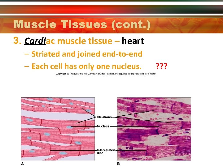 Muscle Tissues (cont. ) 3. Cardiac muscle tissue – heart – Striated and joined