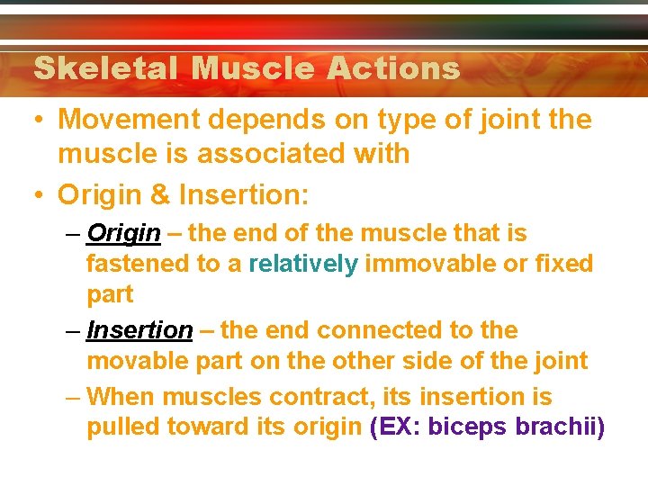 Skeletal Muscle Actions • Movement depends on type of joint the muscle is associated