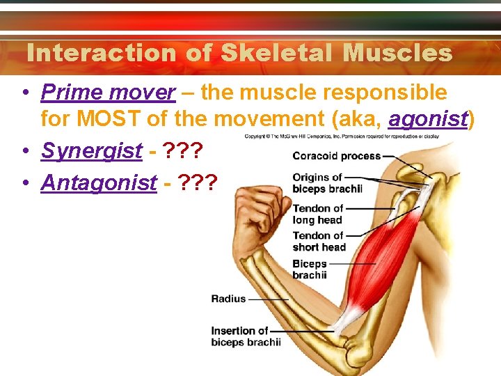Interaction of Skeletal Muscles • Prime mover – the muscle responsible for MOST of