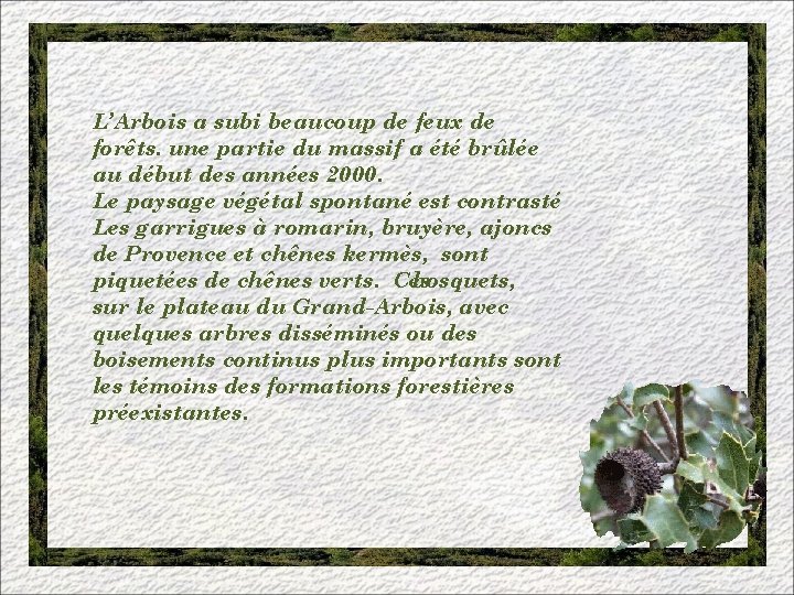 L’Arbois a subi beaucoup de feux de forêts. une partie du massif a été