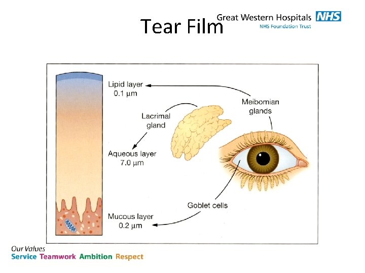 Tear Film 