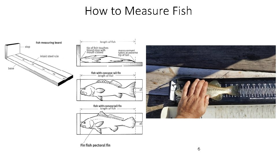 How to Measure Fish 6 