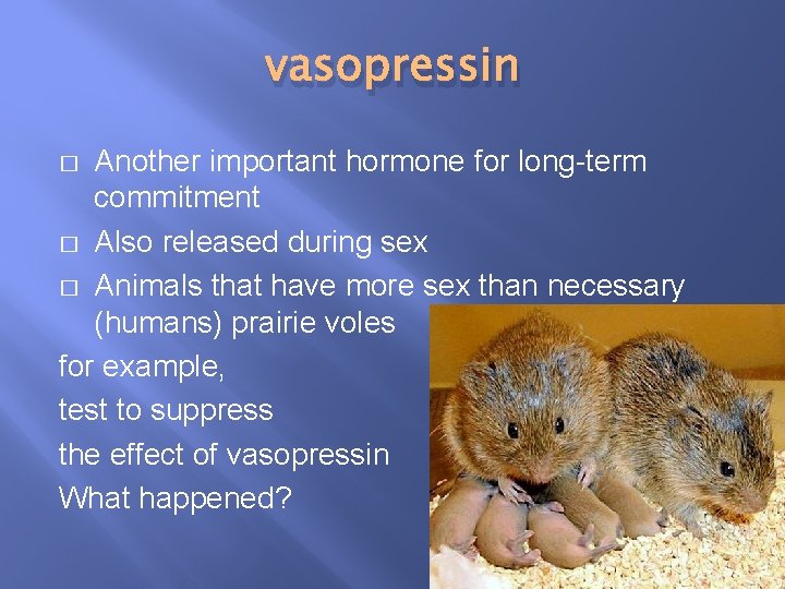 vasopressin Another important hormone for long-term commitment � Also released during sex � Animals