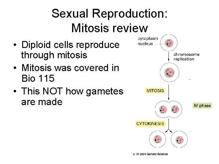 Sexual Reproduction: Mitosis review • Diploid cells reproduce through mitosis • Mitosis was covered