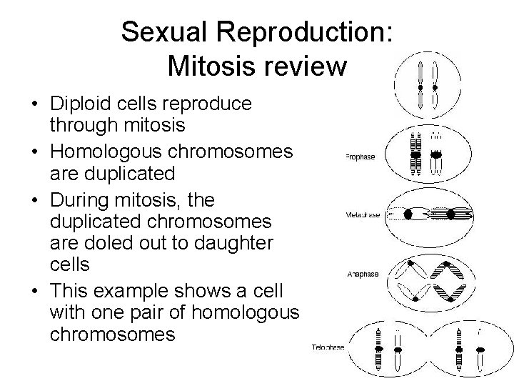 Sexual Reproduction: Mitosis review • Diploid cells reproduce through mitosis • Homologous chromosomes are