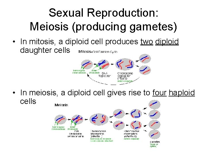 Sexual Reproduction: Meiosis (producing gametes) • In mitosis, a diploid cell produces two diploid