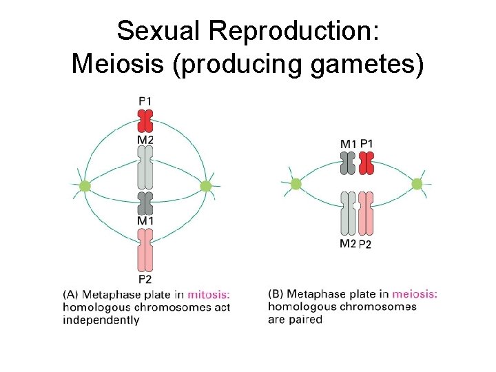 Sexual Reproduction: Meiosis (producing gametes) 