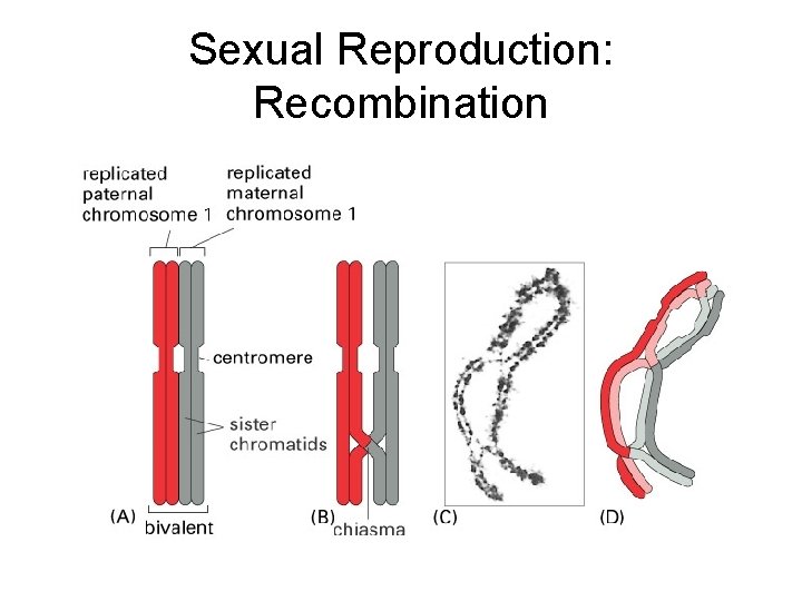 Sexual Reproduction: Recombination 