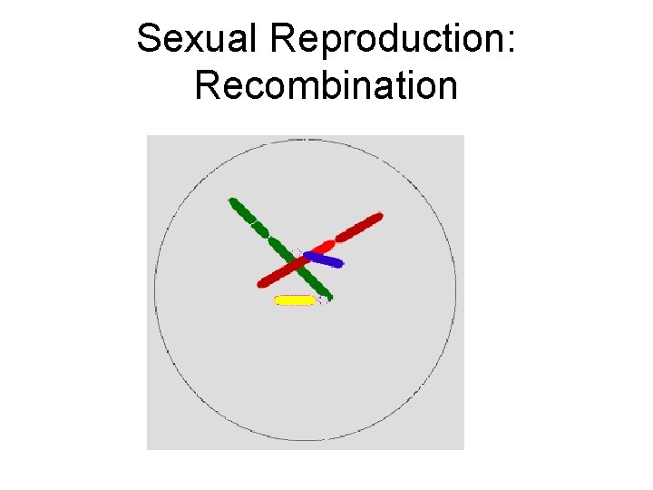 Sexual Reproduction: Recombination 