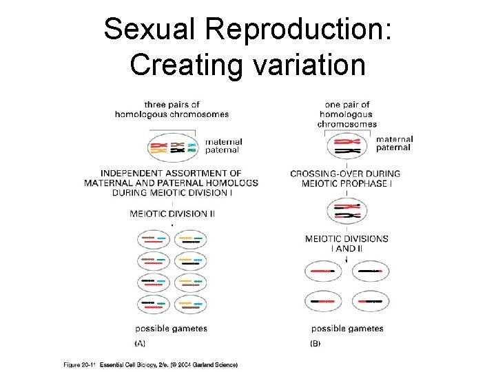 Sexual Reproduction: Creating variation 