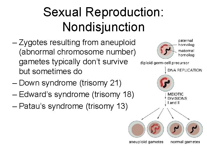 Sexual Reproduction: Nondisjunction – Zygotes resulting from aneuploid (abnormal chromosome number) gametes typically don’t