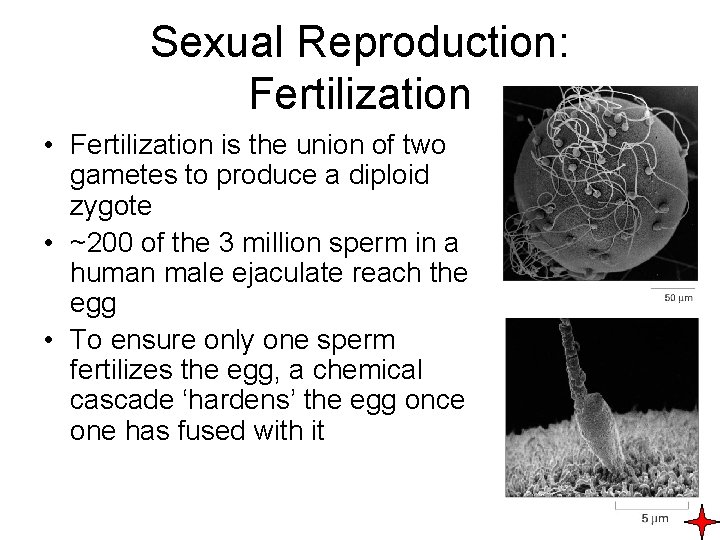 Sexual Reproduction: Fertilization • Fertilization is the union of two gametes to produce a