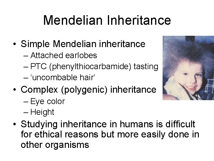 Mendelian Inheritance • Simple Mendelian inheritance – Attached earlobes – PTC (phenylthiocarbamide) tasting –