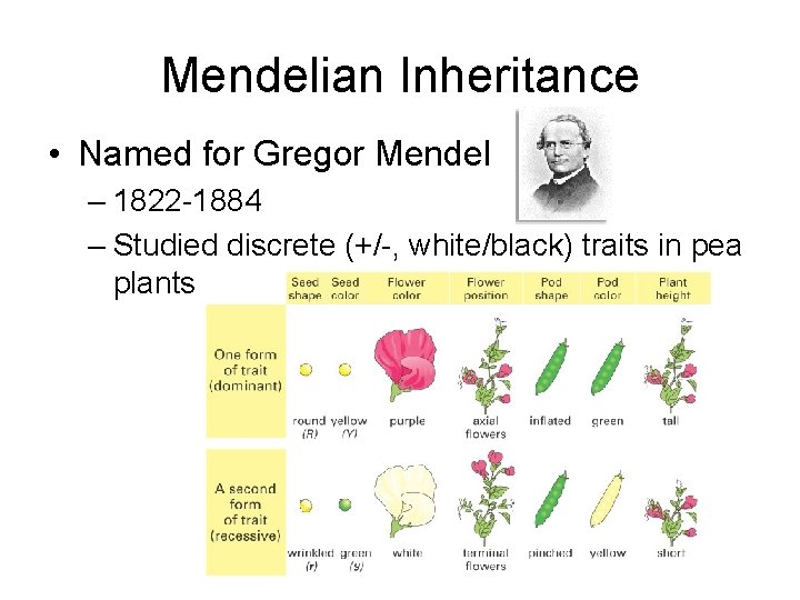 Mendelian Inheritance • Named for Gregor Mendel – 1822 -1884 – Studied discrete (+/-,