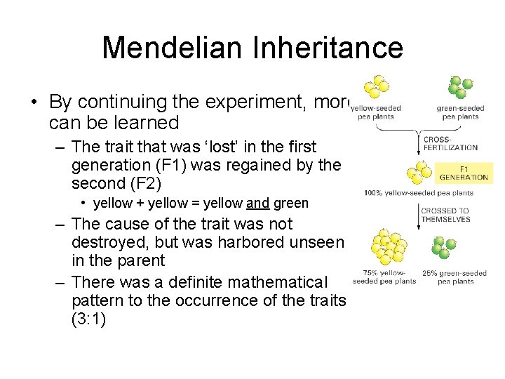 Mendelian Inheritance • By continuing the experiment, more can be learned – The trait