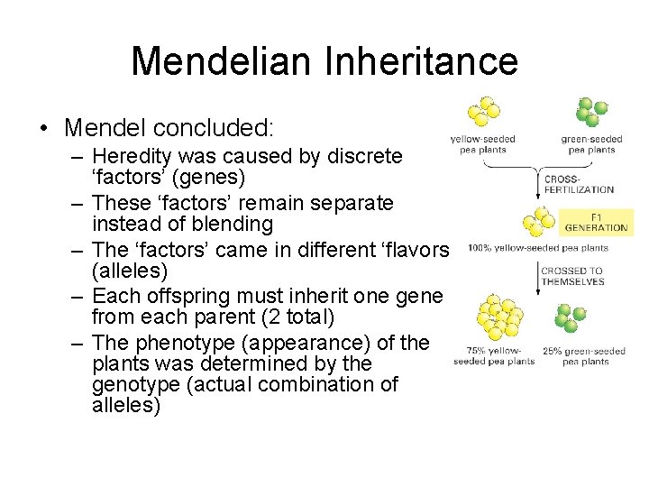 Mendelian Inheritance • Mendel concluded: – Heredity was caused by discrete ‘factors’ (genes) –