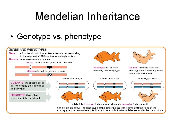 Mendelian Inheritance • Genotype vs. phenotype 